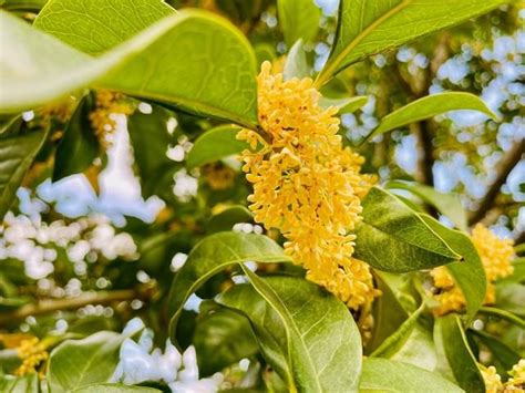 種桂花好嗎|【桂花好種嗎】桂花好種嗎？手把手教你打造香飄萬裏的桂花庭園。